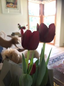 Mum Tulips And Poodles